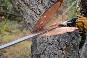 Tree Removal