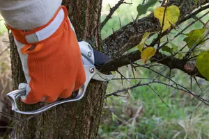 Tree Trimming